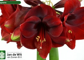 hippeastrum Magname (2)